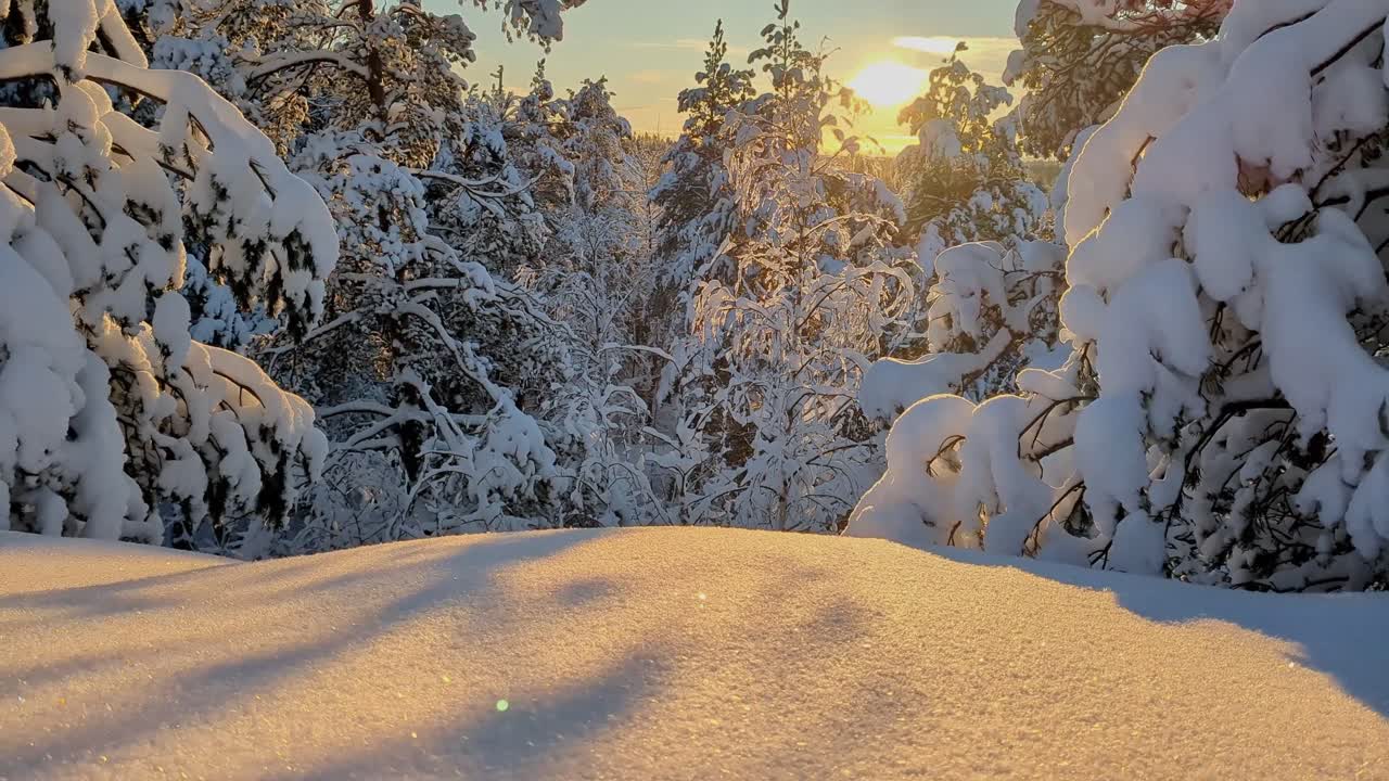 Winter wonderland golden hour, winter forest at sunset