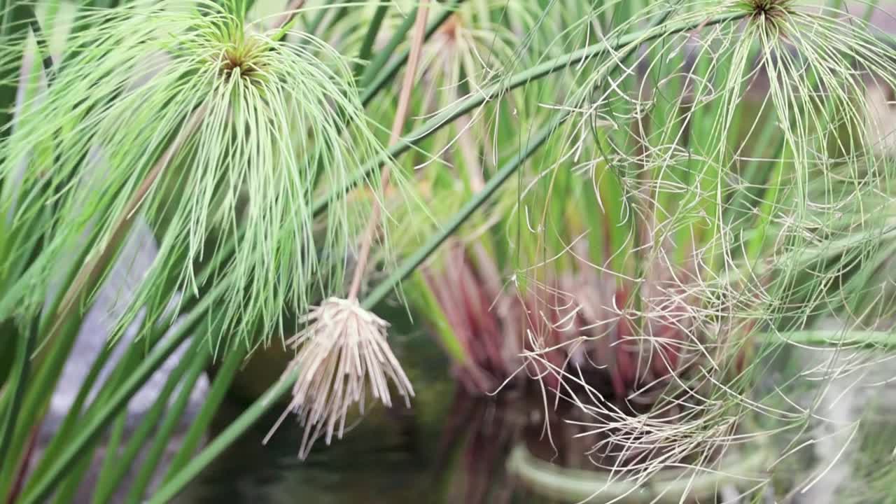 Close-up of an Egyptian Papyrus Dwarf dancing in the breeze, Maui resort hotel, Hawaii