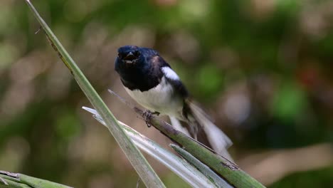 Das-Orientalische-Elsternrotkehlchen-Ist-Ein-In-Thailand-Sehr-Verbreiteter-Sperlingsvogel,-In-Dem-Er-überall-Zu-Sehen-Ist