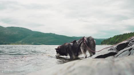 alaskan malamute dog on leash walking into the water