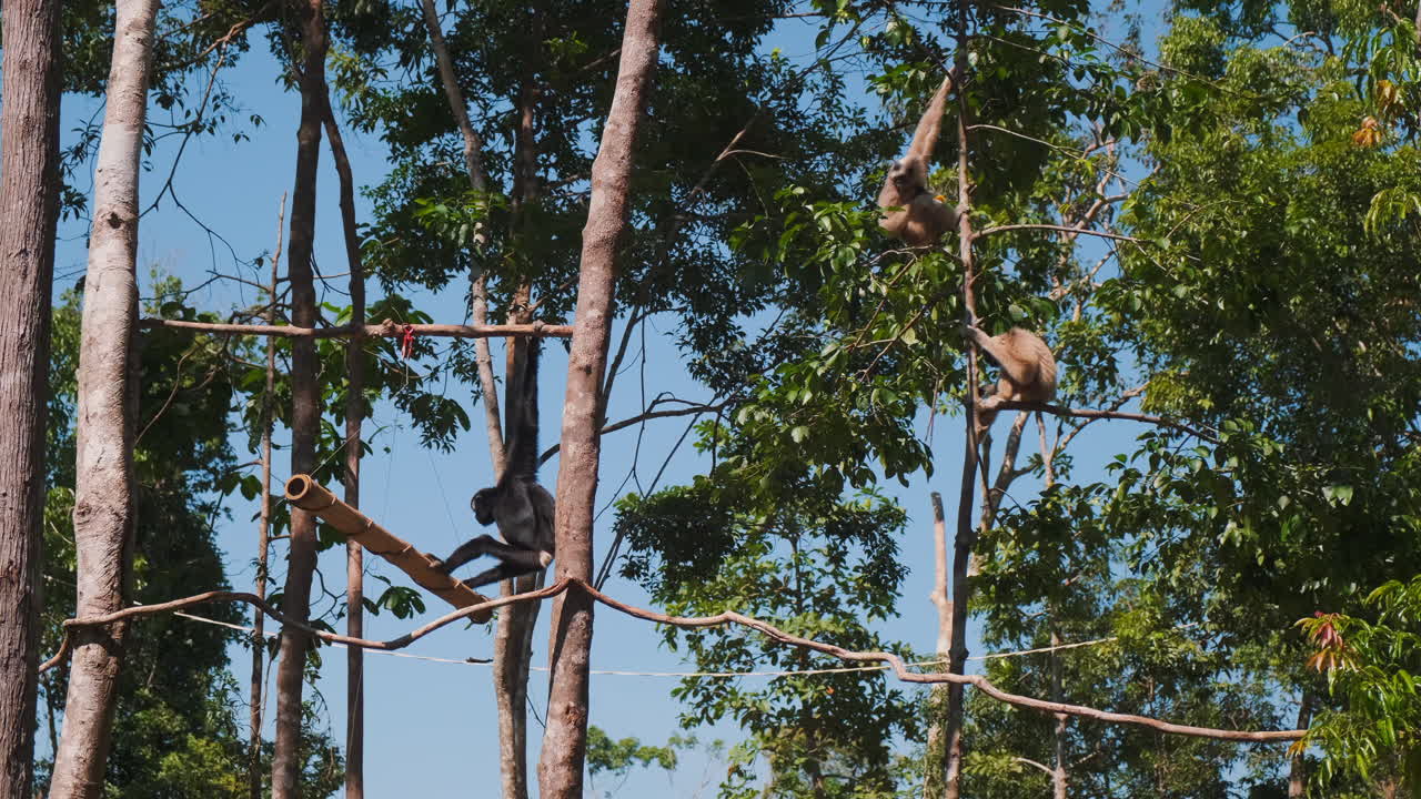 Gibbons in a treetop habitat