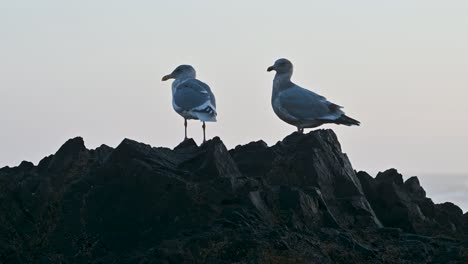 two seagulls perched on rugged coastal rocks during an overcast evening by the sea