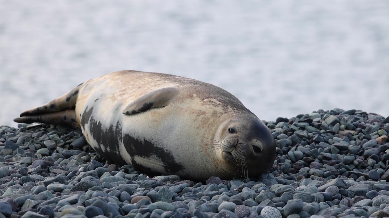 Weddell seal (Leptonychotes weddellii, Phocidae) rests on a rocky Antarctic shoreline beside coastal marine habitat, static wildlife shot focused on relaxed haul out behavior.