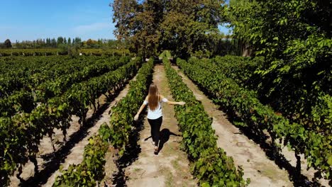 aerial over a woman walking through a vineyard winery in argentina 1