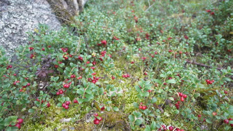 foraging wild lingonberry in nature forest, closeup of bowl, tilt reveal fruits