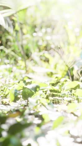 sunlight filters through a lush green forest floor