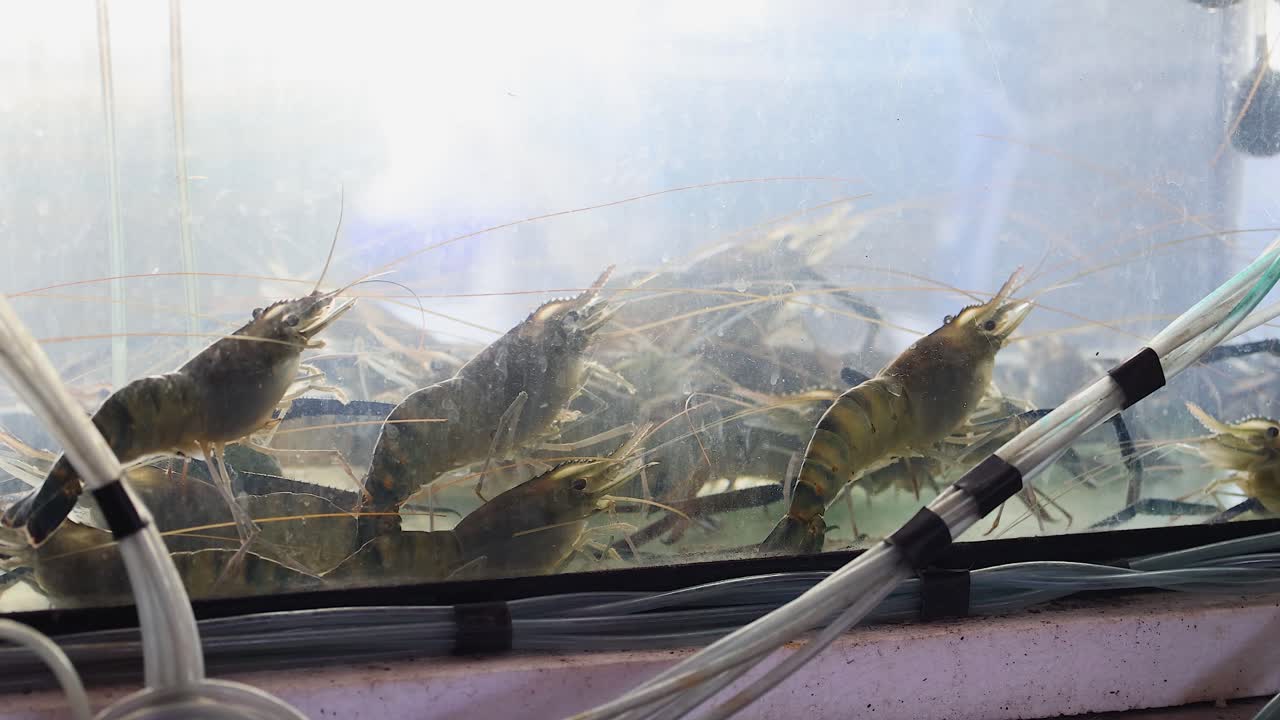 유리 수족관 에서 움직이는 살아있는 새