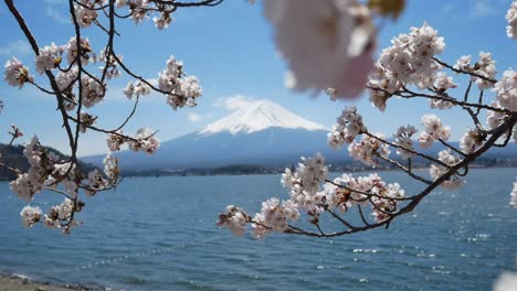 natural landscape view of fuji volcanic mountain with the lake kawaguchi in foreground with sakura-cherry bloosom flower tree-4k uhd video movie footage short