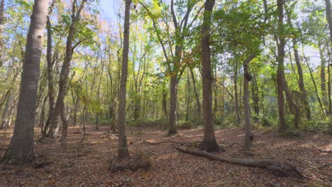 Europäischer-Wald