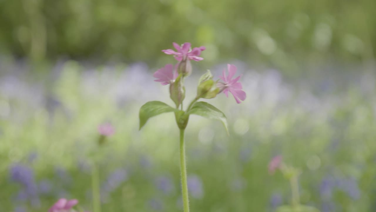 Sakte film, trær, løvetann og klokkeblåstjerne i skogen om våren