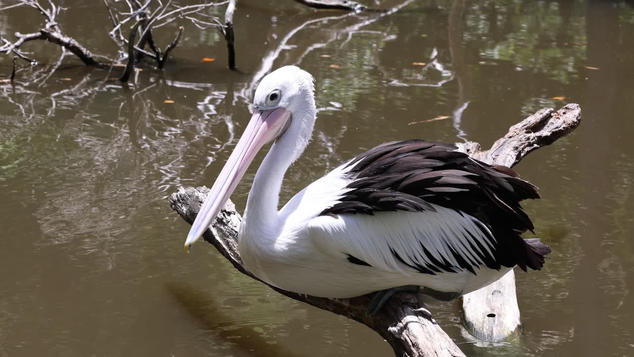 펠리칸 은 나가지 에 앉아 있을 때 약간 움직인다