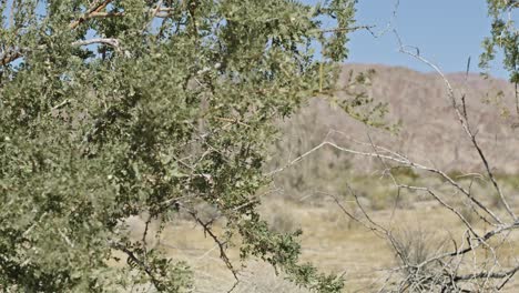 un primer plano de las plantas en el parque nacional joshua tree en california con el video de dolly moviéndose