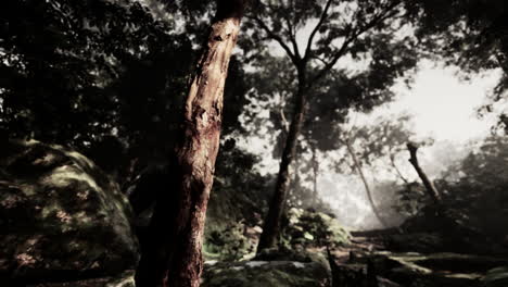 green forest with ray of light