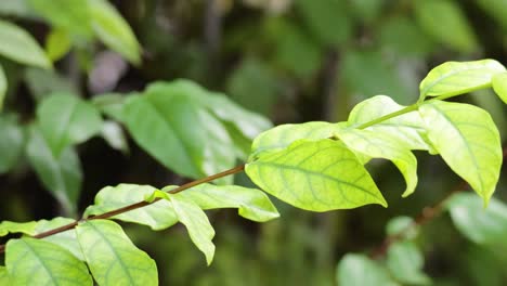 primer plano de hojas balanceándose en el viento
