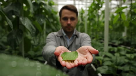 scientist holding a leaf in a greenhouse