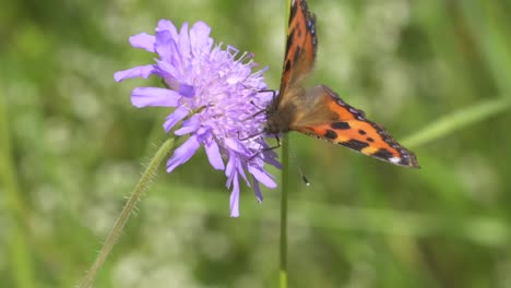 close up shot of beautfiul butterfly sitting on flower during sunlight