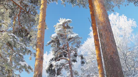 asombroso paisaje invernal, alto árbol de coníferas cubierto de nieve, día soleado