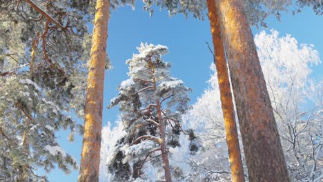 冬天的風景, 雪覆蓋的高高的針葉樹, 陽光明<unk>的日子