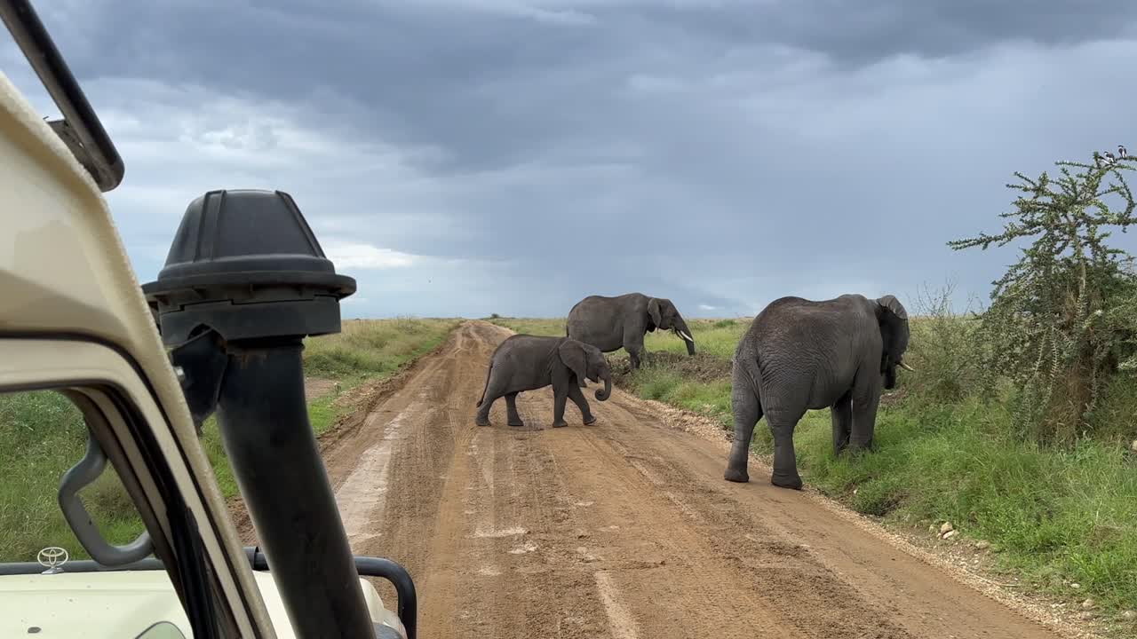 African bush elephants (Loxodonta africana) looking for grass to eat along the roadside in Serengeti National Park, Tanzania.