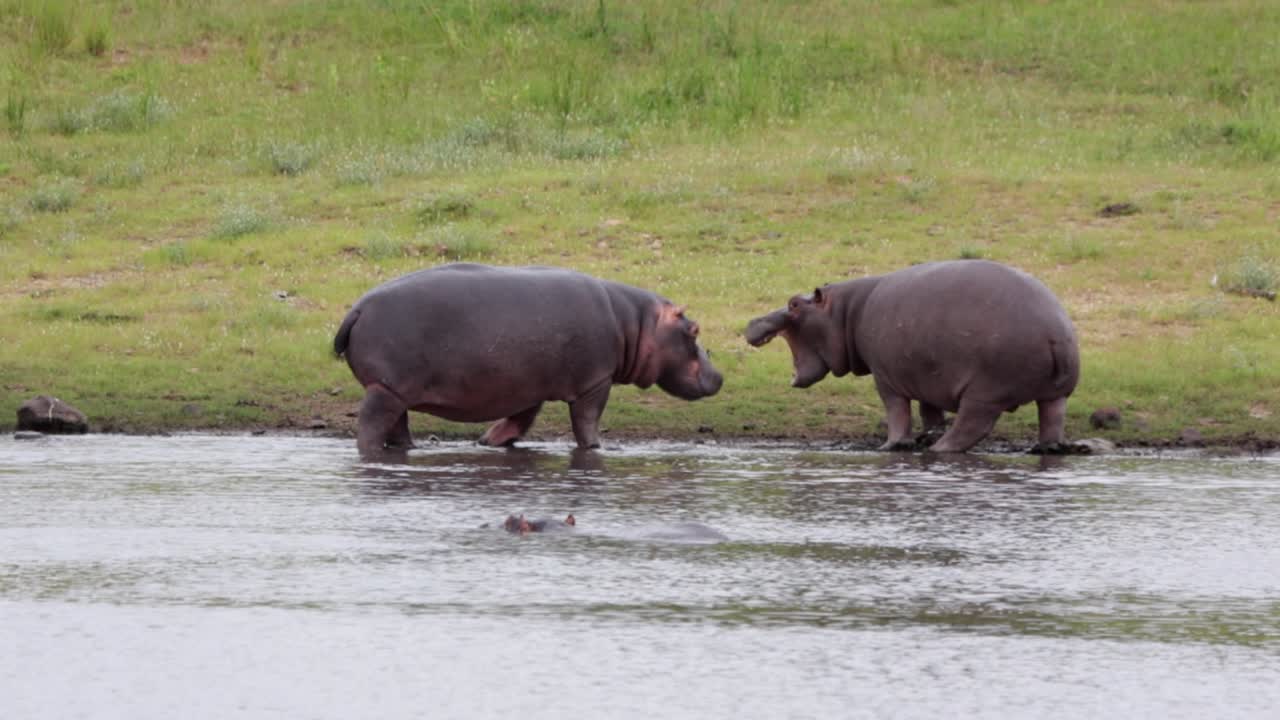 Ippopotami che imparano la dimostrazione di dominanza in uno stagno nella savana del Parco Nazionale Kruger.