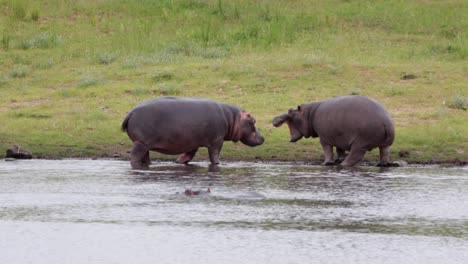 los hipopótamos aprenden la exhibición de dominio en el estanque en la sabana del parque nacional kruger