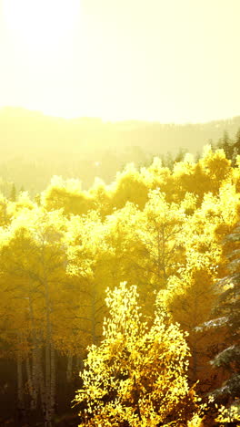 golden forest sunset