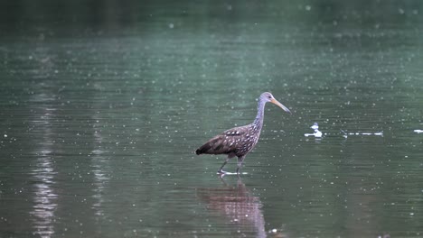 un limpkin o aramus guarauna vadeando en un lago sucio en la luz de la tarde