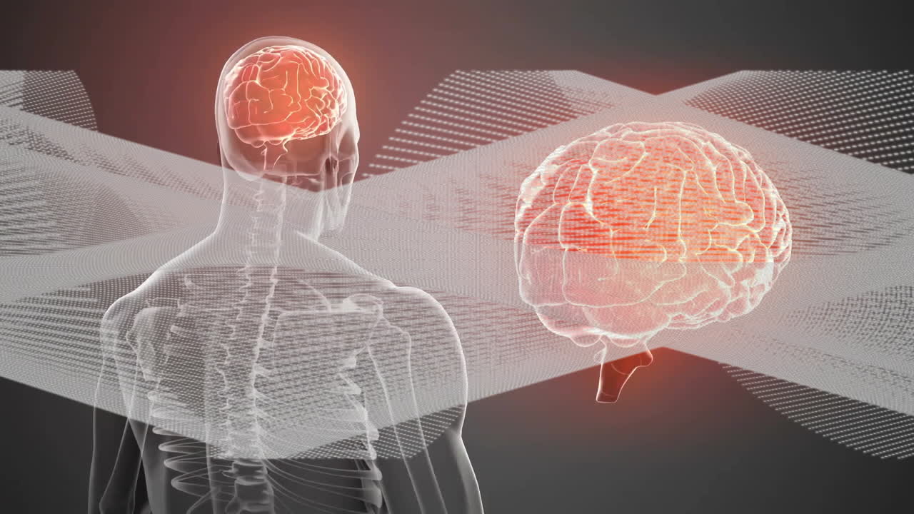 인간 뇌와 신경계 해부학을 투명한 신체 일러스트레이션으로 애니메이션화합니다.