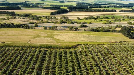 vista aérea de un campo de olivos en waipara, el campo de nueva zelanda