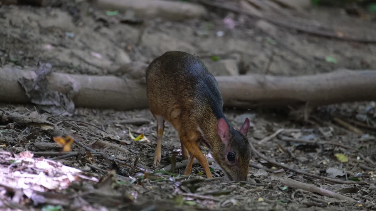 visto mirando hacia la izquierda mientras se alimenta luego se vuelve hacia la derecha para comer más, ratón menor ciervo tragulus kanchil, tailandia
