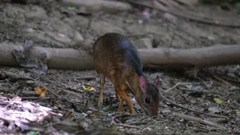 Visto-Mirando-Hacia-La-Izquierda-Mientras-Se-Alimenta-Y-Luego-Gira-Hacia-La-Derecha-Para-Comer-Más,-Venado-Ratón-Menor-Tragulus-Kanchil,-Tailandia