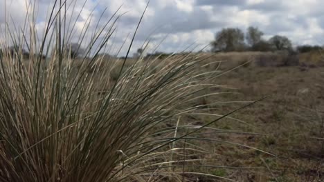 Ornamental-grass-swaying-in-the-wind-cloudy-sky-in-the-background,-bokeh,-slow-motion-50fps