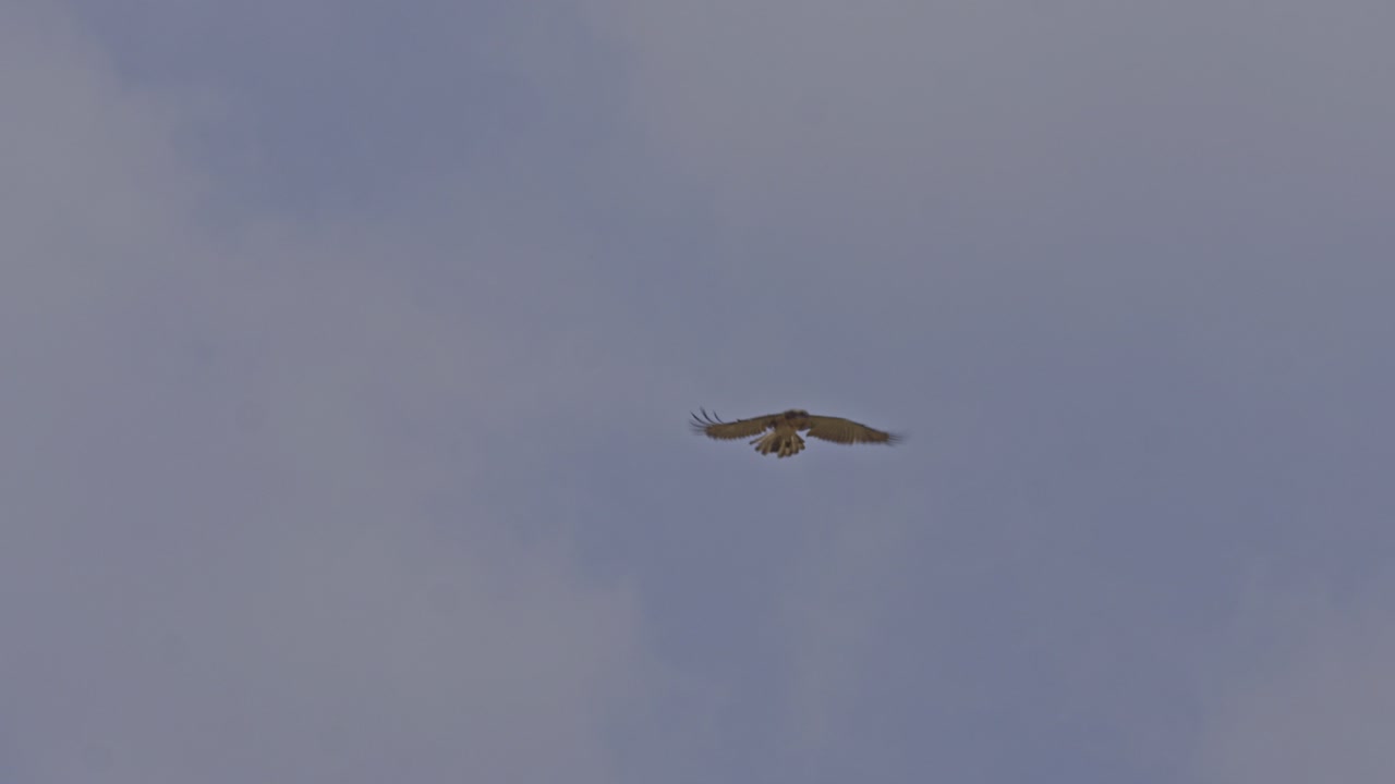 Short-toed snake eagle (Circaetus gallicus) soaring in the blue sky while searching for prey