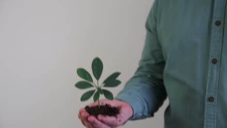 handful of soil young plant growing