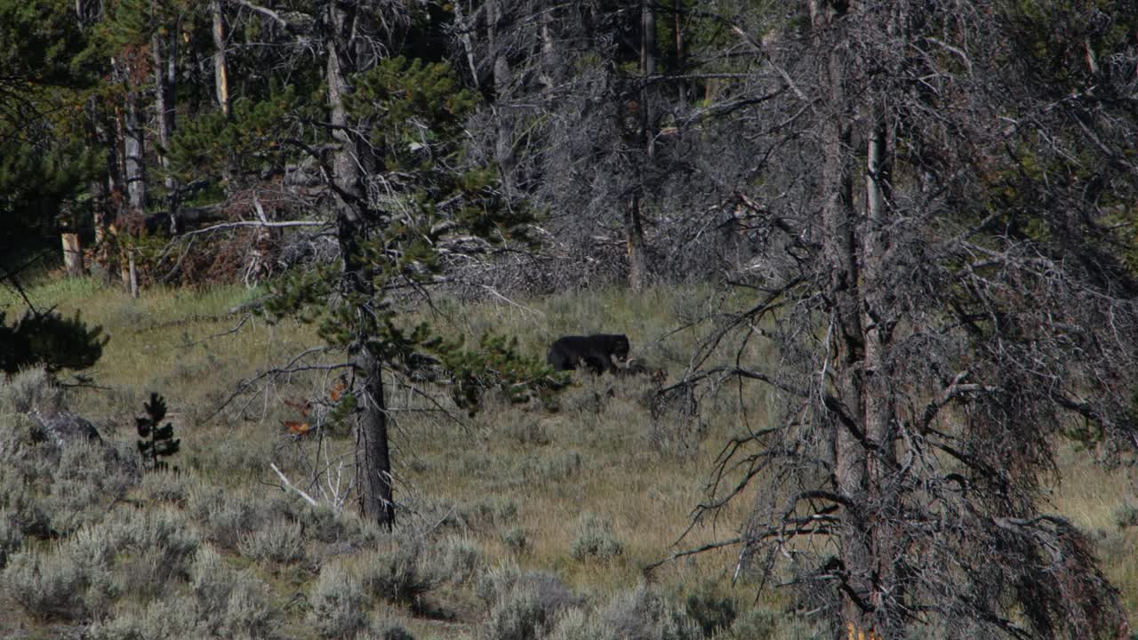A grizzly bear is seen eating a buffalo carcass.