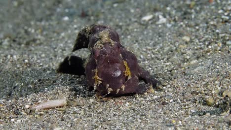 Frogfish-with-hunting-lure-out