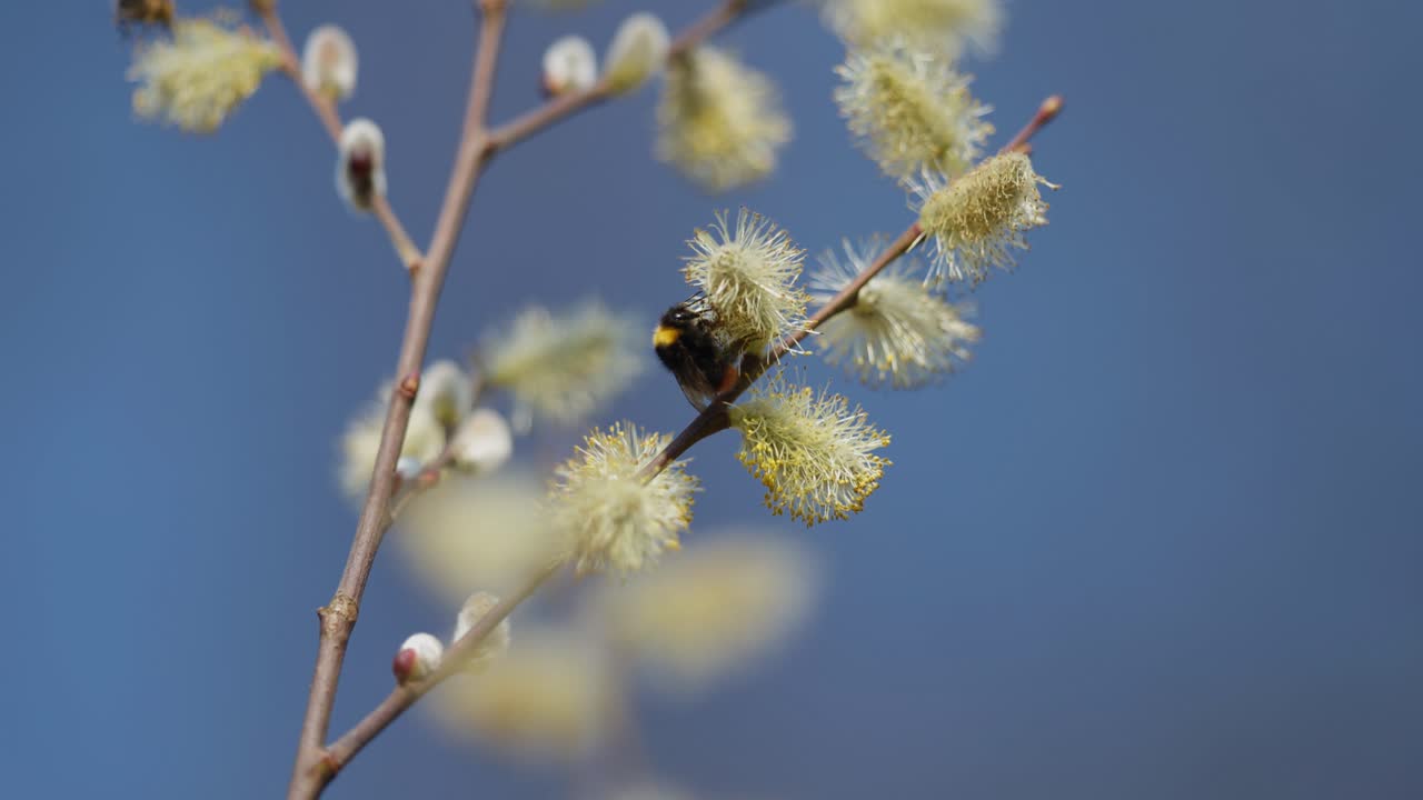 abejorro en los gatos de sauce