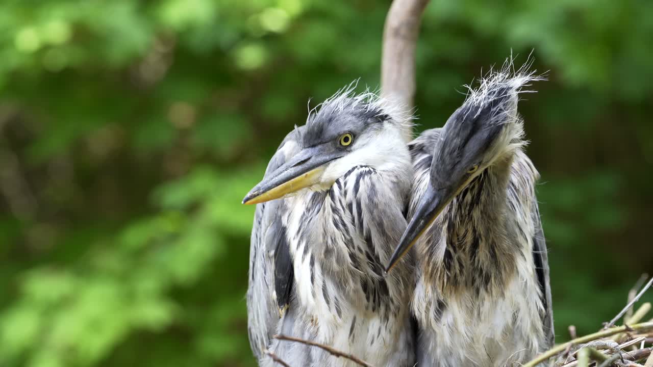 garzas pequeñas en su nido