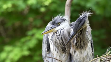 little-herons-in-their-nest