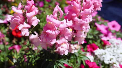 la abeja interactuando con las flores de snapdragon rosas en el piamonte