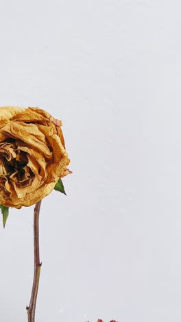 dried rose on white background