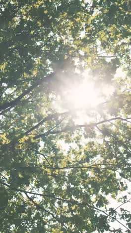 sunlight filtering through leaves