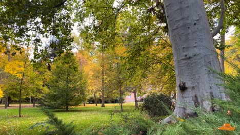 filmando en el jardín del príncipe donde hay árboles con hojas amarillas, marrones, porque es otoño, la hierba está cubierta de hojas caídas y terminamos con un gran tronco, fantástico.