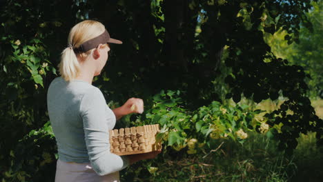 Woman-Picks-Linden-Flowers-From-A-Tree-Collection-Of-Medicinal-Plants