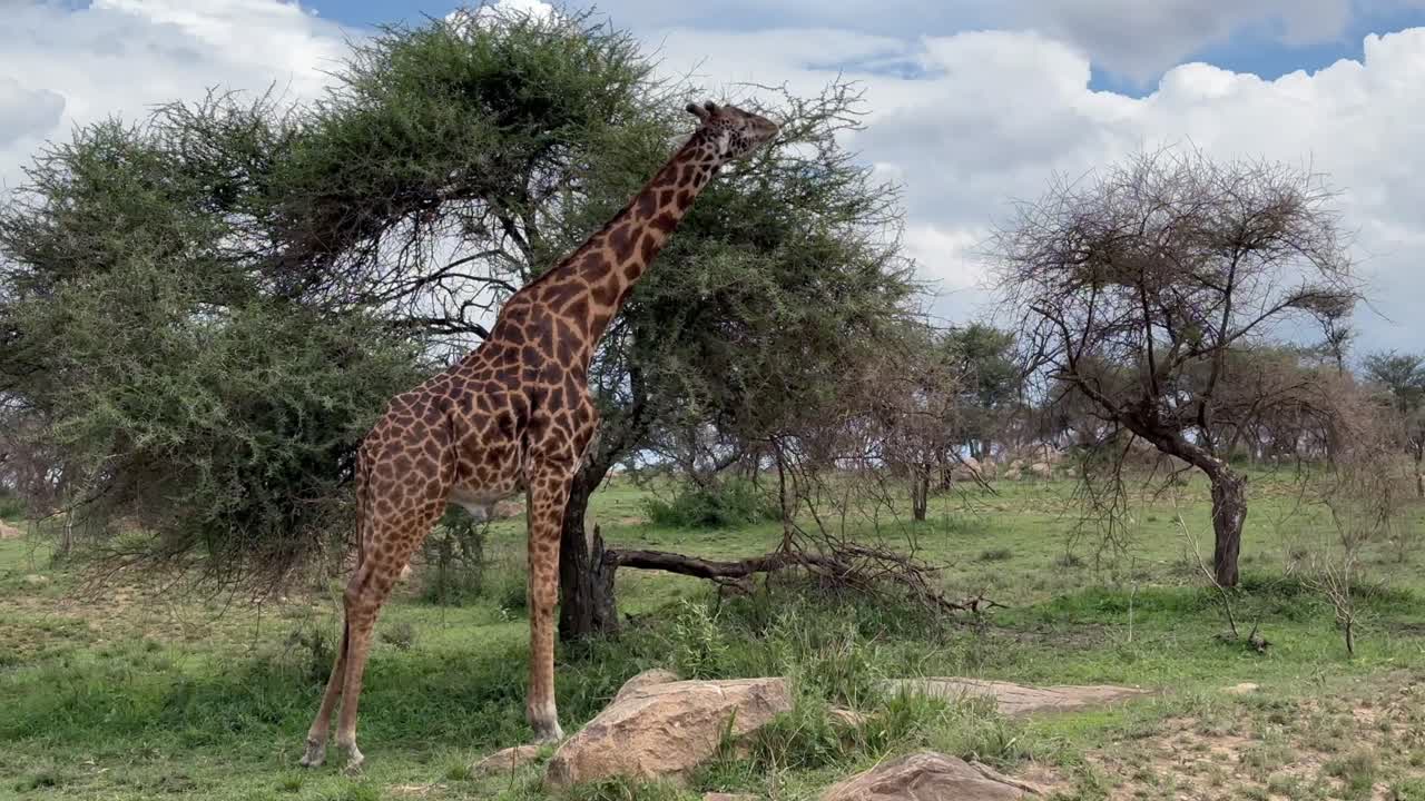 Masai giraffe (Giraffa tippelskirchi) eating acacia leaves. Serengeti National Park, Tanzania.