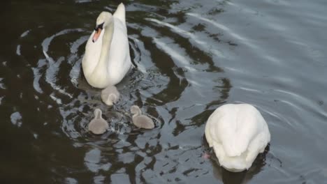 Schwanenfamilie-Mit-Cygnets-Auf-Dem-Fluss