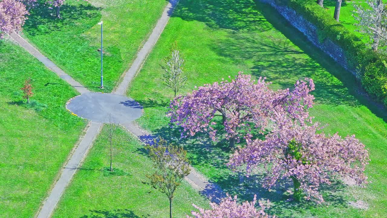 Aerial slow motion shot over Shibden Park in Halifax, West Yorkshire, showing vibrant cherry blossoms (Prunus serrulata) in full bloom, intersecting footpaths and neatly mowed lawns, slow motion