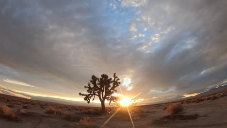 cloudscape crossing the sky above the silhouette of a joshua tree at mojave desert sunrise - time lapse