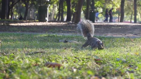 a squirrel looking for food in the park