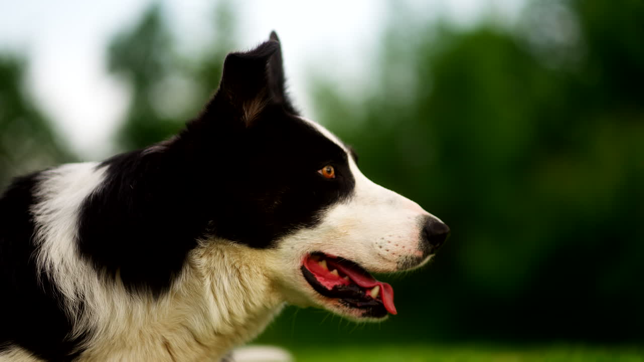 Close-up profile of a border collie with mouth open and alert expression, captured outdoors on grass with soft-focus green background in natural daylight